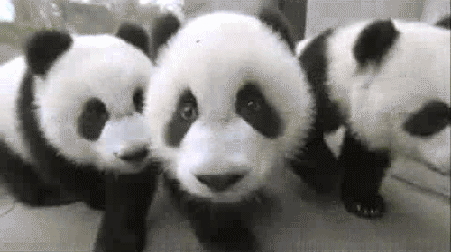 cutest-panda-gifs-babies