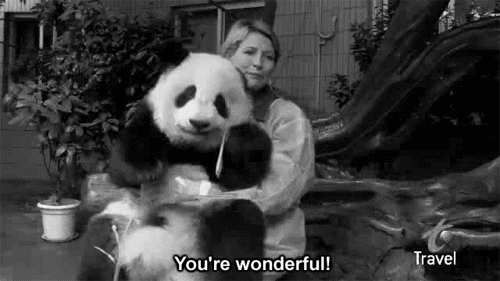 cutest-panda-gifs-wonderful